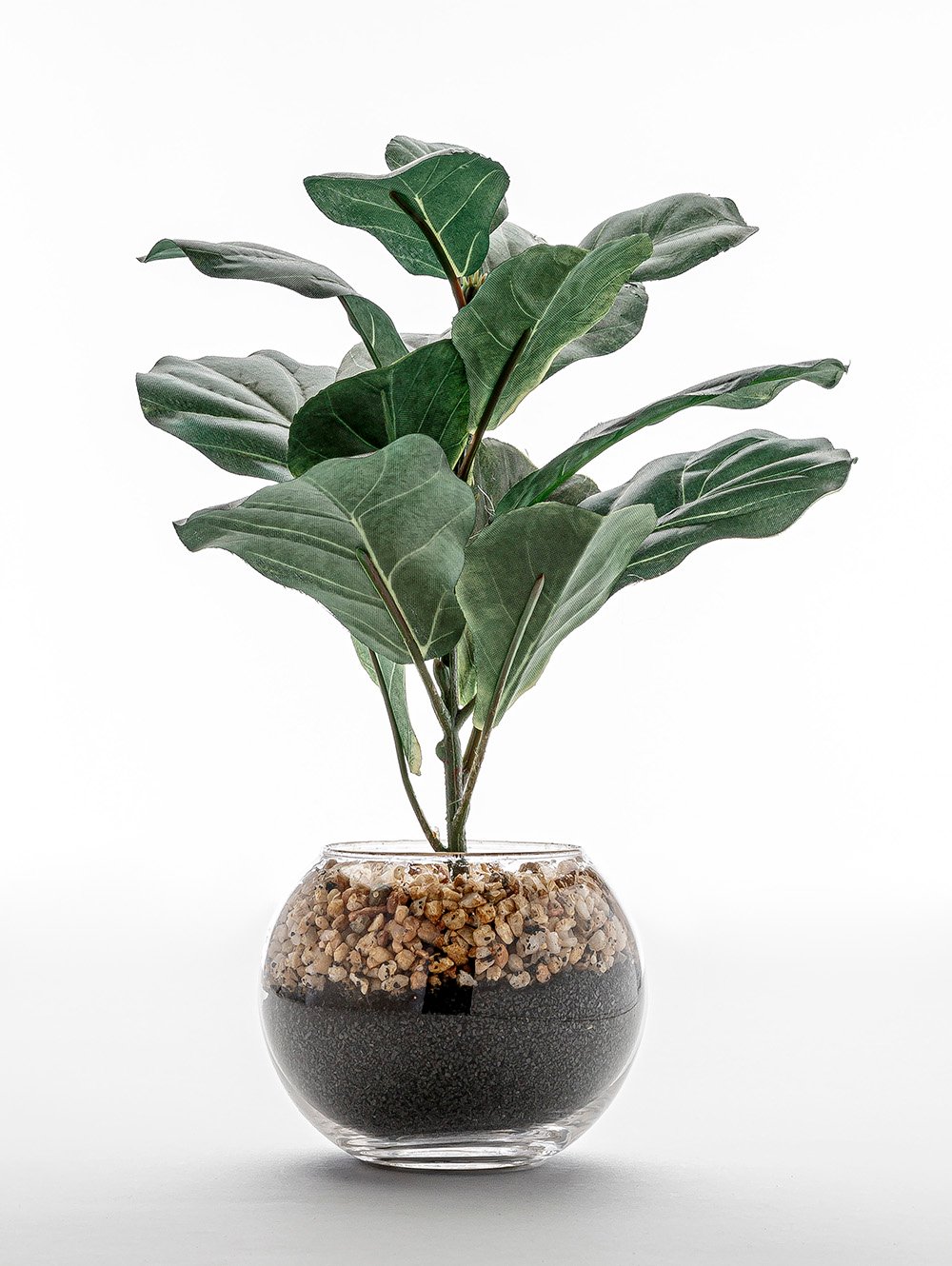 maceta-MACETA FICUS LYRATA GLASS-LC CISNES-2.jpg image number null