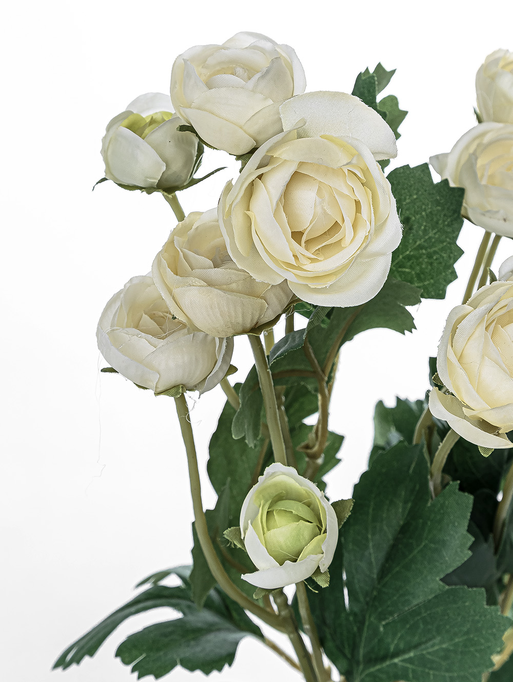 RAN&Uacute;NCULOS BLANCOS image number null