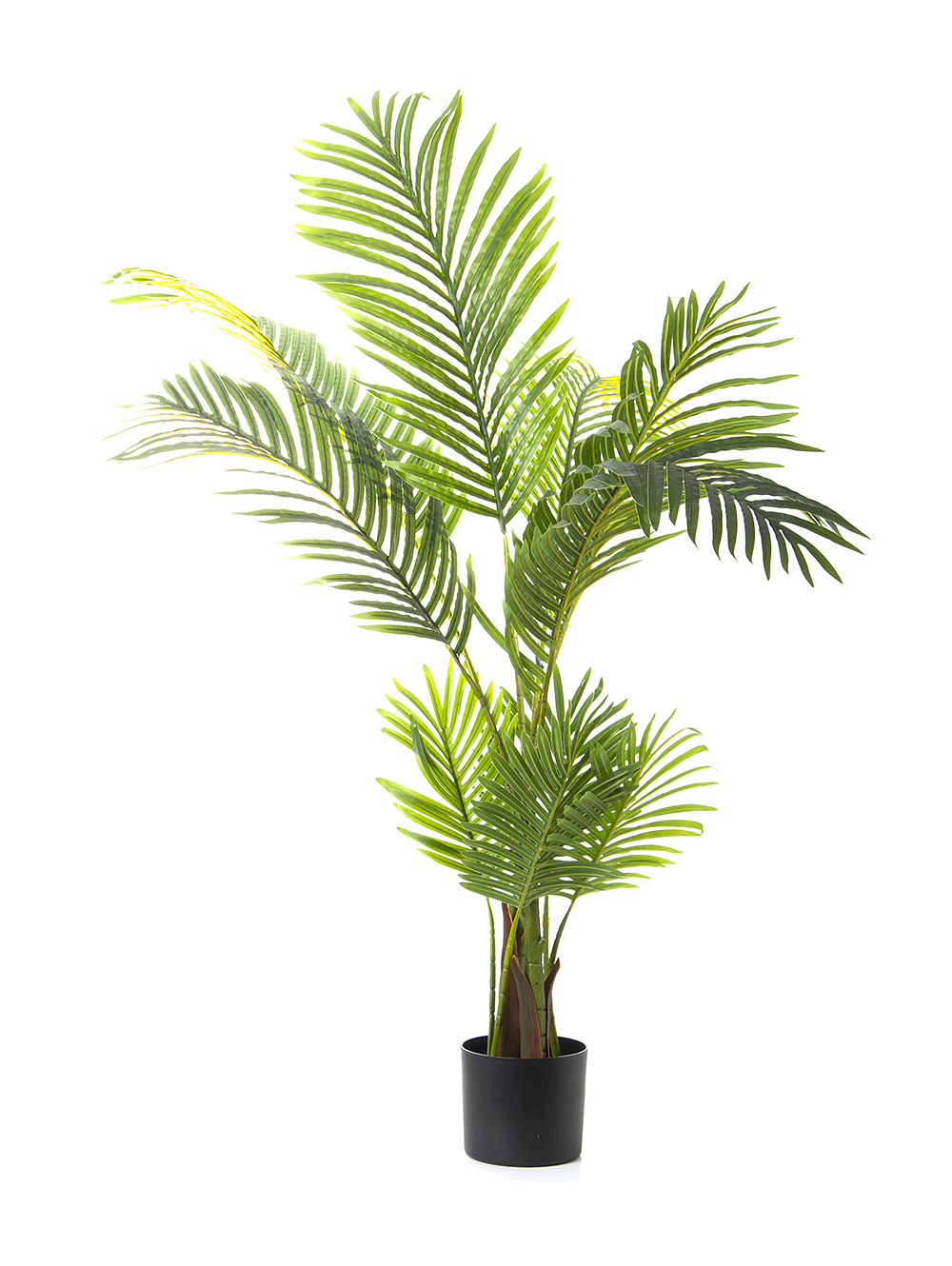 PALMERA ELISA image number null