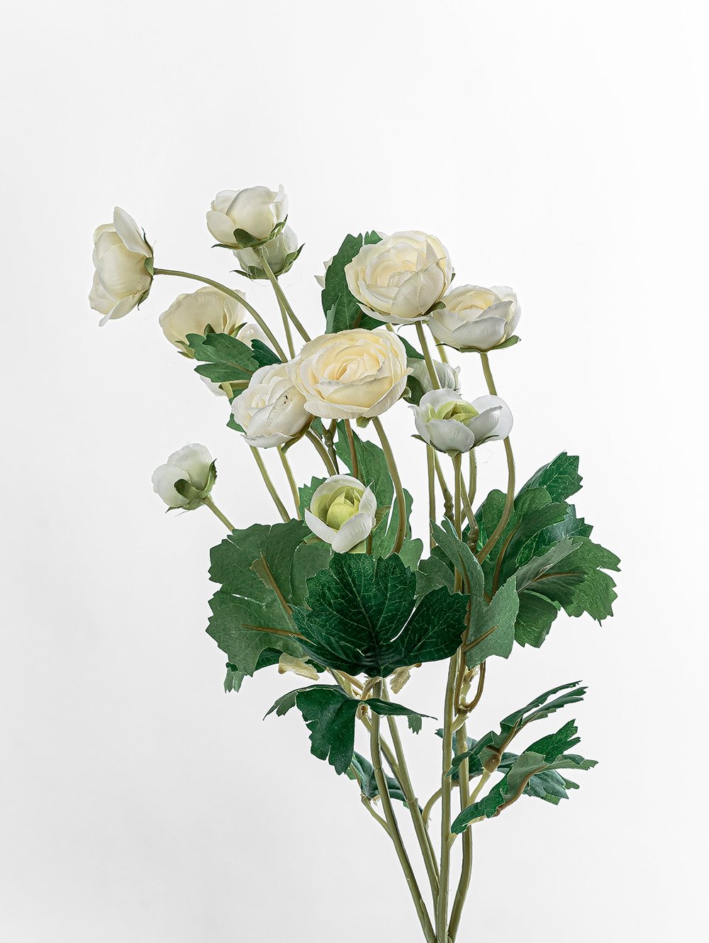 RAN&Uacute;NCULOS BLANCOS image number null